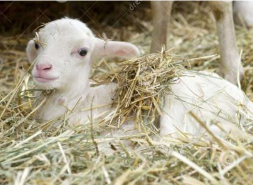 羊肚子脹怎麼辦？羊脹氣急救土方法，本文講解得很詳細