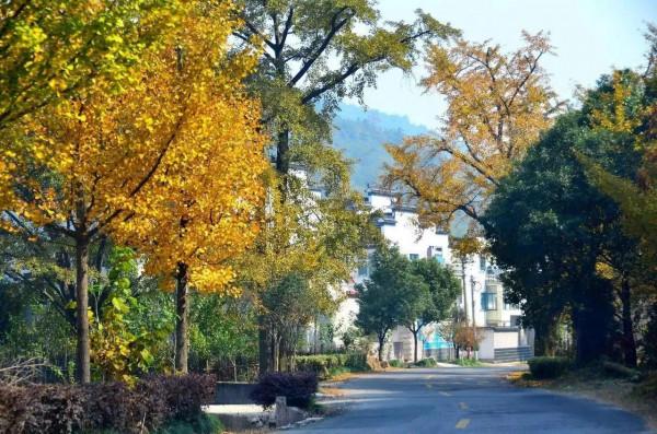 銀杏長廊,燦燦金黃 銀杏長廊,燦燦金黃