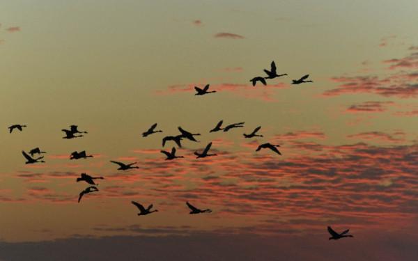 候鳥遷徙過境高峰,幾千只小天鵝可能在你家門前歇腳 候鳥遷徙過境高峰,幾千只小天鵝可能在你家門前歇腳