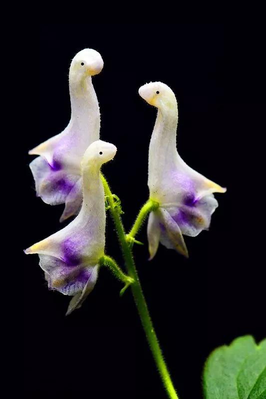 《百花集》（二百六十七）