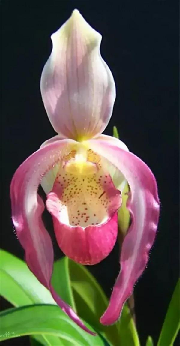 長得像拖鞋的兜蘭,你見過嗎? 長得像拖鞋的兜蘭,你見過嗎?