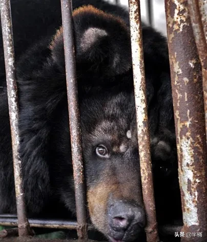“活熊取膽”慘無人道，為何我國仍然允許從活熊體內取膽汁？