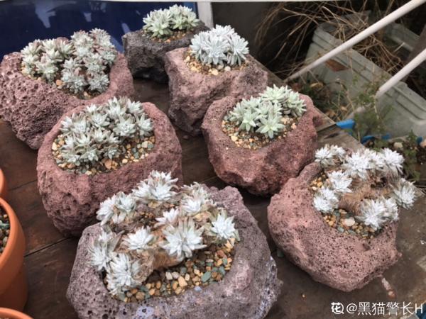 多肉夏天怎麼養?休眠期一到,就要小心了 多肉夏天怎麼養?休眠期一到,就要小心了