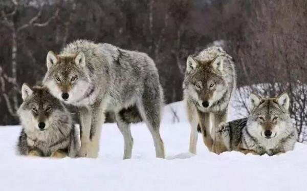 2019年，狼群陪戰士巡邏日久生情，退伍時，狼群舉動讓人淚目