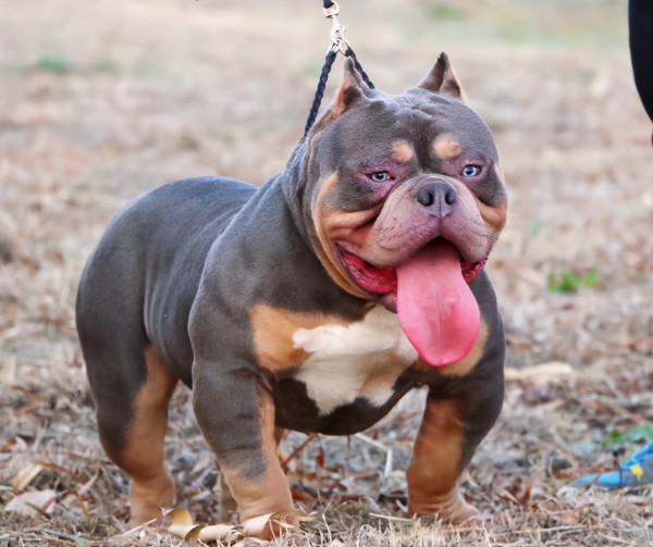 這幾種狗，人稱“會呼吸的人民幣”，非土豪養不起