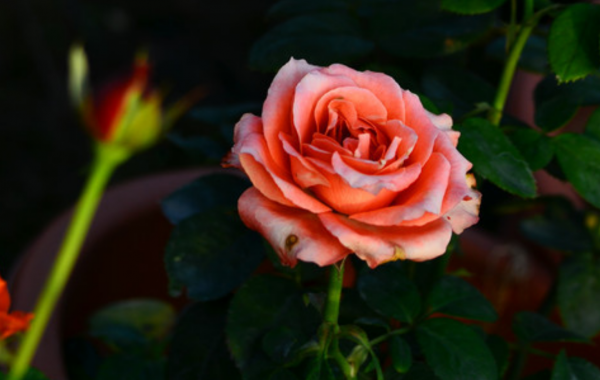 年底運氣不錯，貴人總是在需要幫助的時候出現，一帆風順