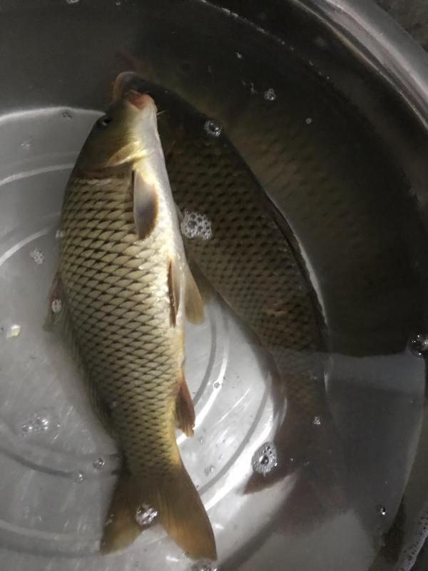 官莊水庫野釣爆護之旅,看看大師如何使用者實踐來證明 官莊水庫野釣爆護之旅,看看大師如何使用者實踐來證明