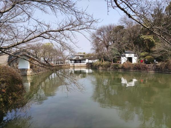 黿頭渚櫻花先睹為快