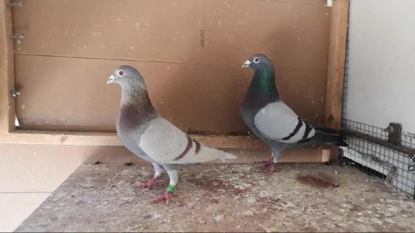 這麼多人喜歡詹森鴿子，飛得快是一方面，最大的是育種價值