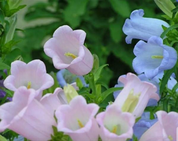 鈴兒響叮噹，迷你三胞胎：風鈴草，鈴蘭，鈴鐺花。你能分清嗎？