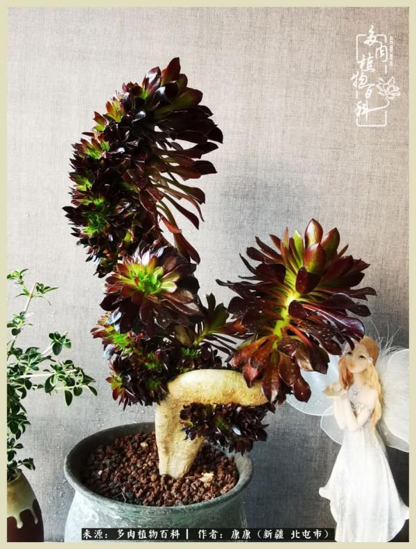 遠處都是風景，近處全是人生，眼前卻是多肉