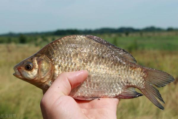 “鯽”得名由來？