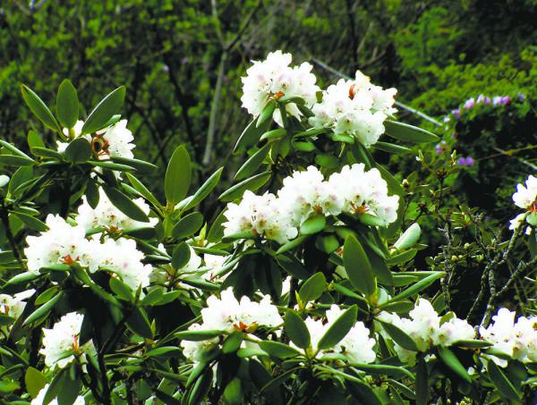 回 望 北 川（下）——黃河上游一條支流、一方谷地的自然人文走筆