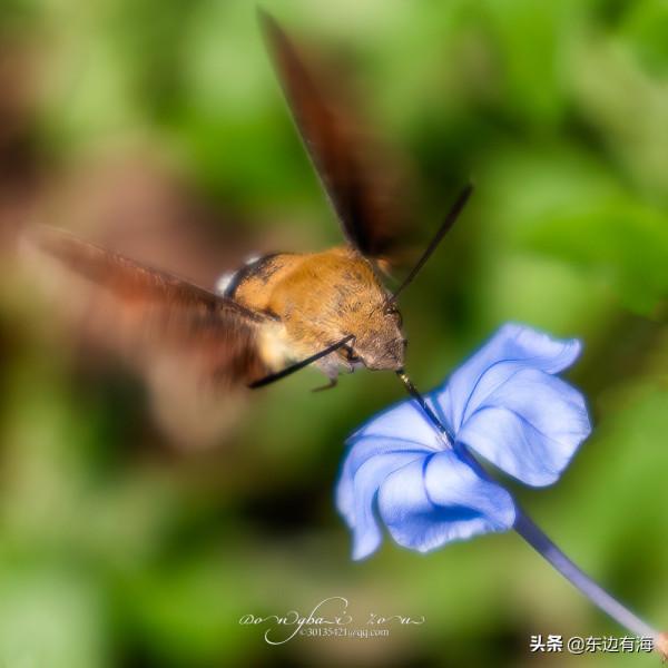 好運氣，我看到了蜂鳥