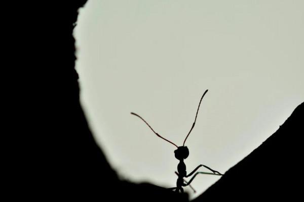 《局外人》：當世界本就荒誕，我們該如何自處？