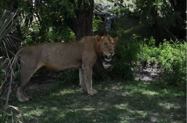 吳微講故事：非洲，我去過坦尚尼亞