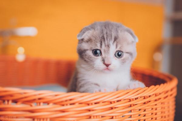 八種 常見的貓咪品種及市場價,哪種比較好養呢?你喜歡哪個? 八種 常見的貓咪品種及市場價,哪種比較好養呢?你喜歡哪個?