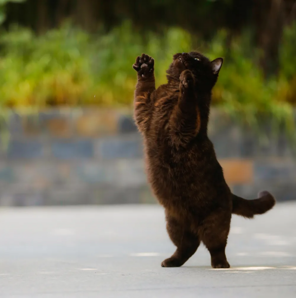 建設藍星,喵來幫忙 建設藍星,喵來幫忙