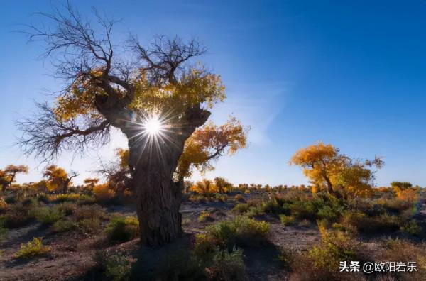 國內這6個地方的胡楊林，美得無法無天！此生一定要去看一次