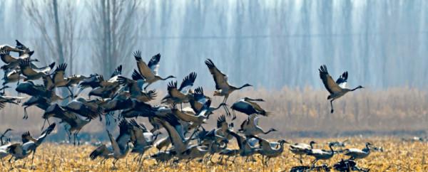 林草科普|灰鶴:飛越天山 林草科普|灰鶴:飛越天山