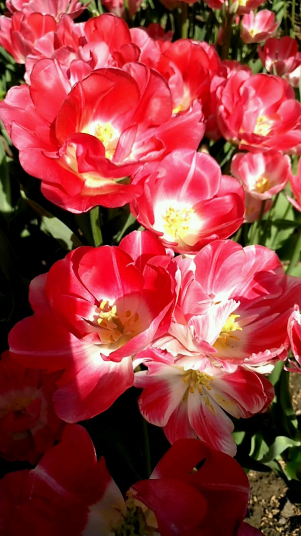 6種結婚用的手捧花，為了自己心愛的人，也要浪漫一回