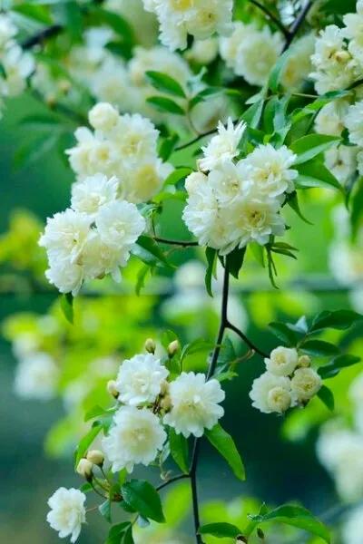 淡雅芬芳木香花