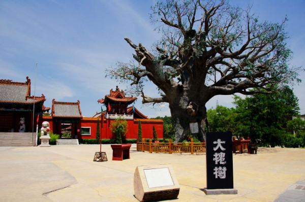 山西大槐樹如何成了尋根之地,中國有多少姓氏是從這裡遷移來的? 山西大槐樹如何成了尋根之地,中國有多少姓氏是從這裡遷移來的?