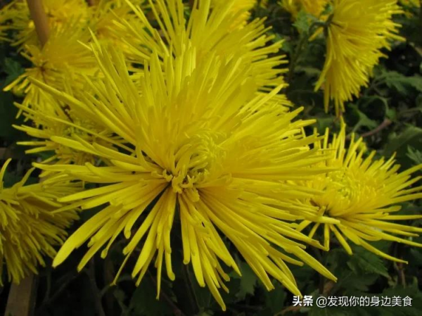 傲霜菊花奪人眼