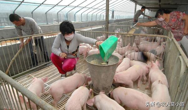 現在養豬還有機會嗎？現在漲價的浪潮開始了，有沒有機會呢？