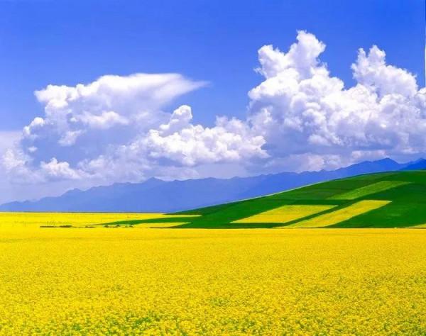 分享：油菜花海，芳香四溢，景色宜人，令人陶醉