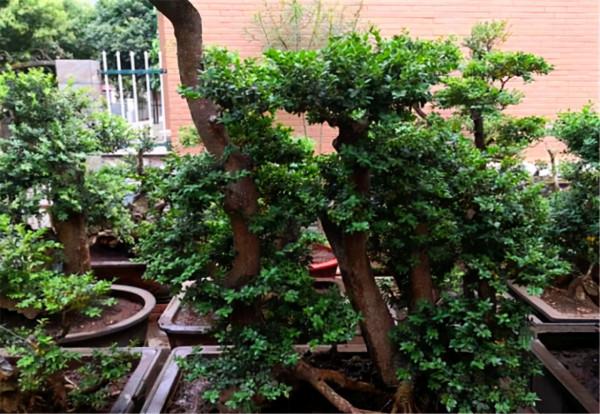 花了6年收集了一院子的上品黃楊,百年老樁“盆盆過萬”,羨慕啊 花了6年收集了一院子的上品黃楊,百年老樁“盆盆過萬”,羨慕啊