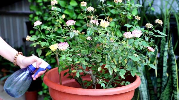 這4種花是大水桶,不停澆水,勤澆水才能有活力、葉翠綠、花不停 這4種花是大水桶,不停澆水,勤澆水才能有活力、葉翠綠、花不停