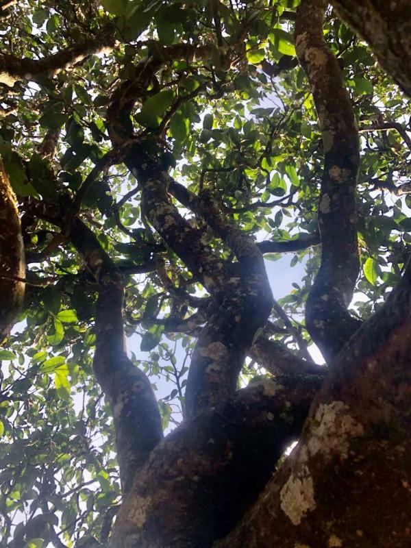 天韻·茶王樹｜集冰島古茶之大美，品賞最純粹的冰糖甜韻