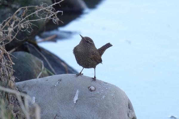 春節清河觀鳥記錄