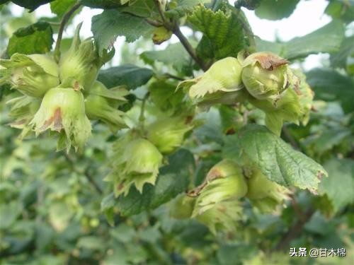 帶你回味童年吃過的46種野果子，記憶中的味道你還記得嗎？