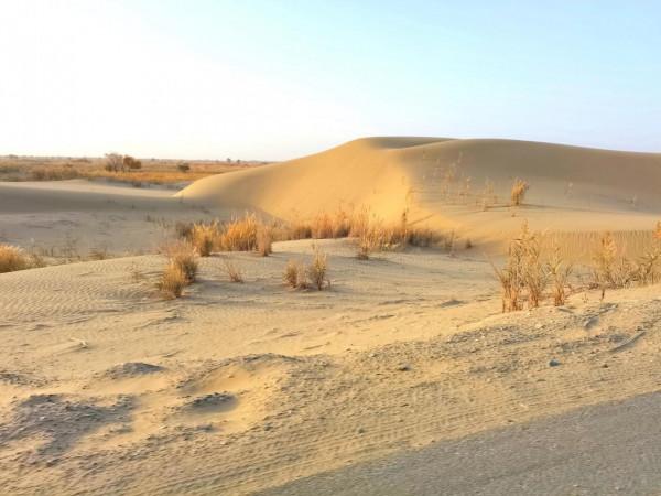 沙漠生命之魂 ～ 胡楊林