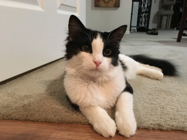 老貓去世前的一個月,流浪小貓闖進家門,主人:它在繼續守護我 老貓去世前的一個月,流浪小貓闖進家門,主人:它在繼續守護我