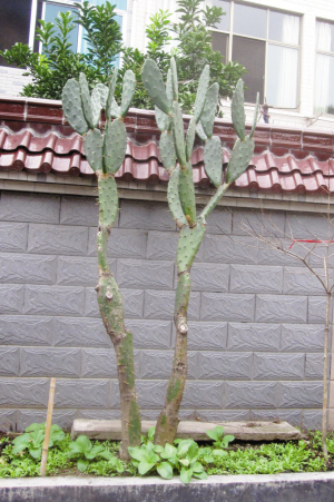 6種&OpenCurlyDoubleQuote;小多肉&rdquo;，輕鬆養成&OpenCurlyDoubleQuote;樹&rdquo;，身高八米，開花漂亮