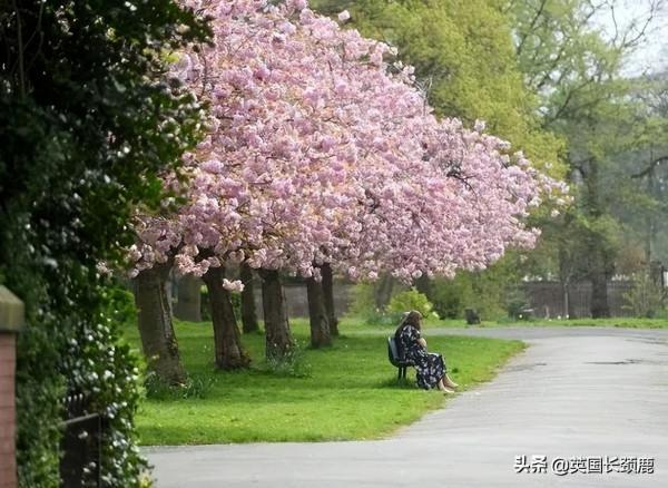 櫻花樹下的英國，你想念嗎？