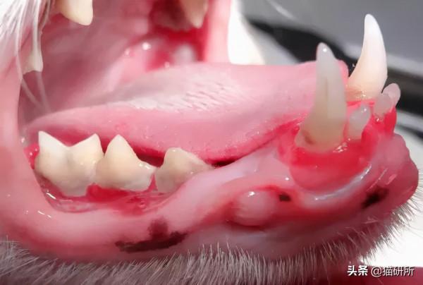 80%貓咪都有牙周炎？貓咪口臭就要警惕