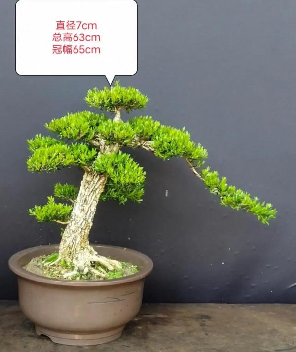 庭院鎮宅樹怎麼選？今天它來了