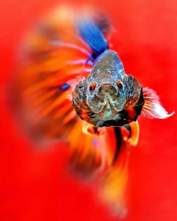 70種珍貴的魚欣賞（圖）