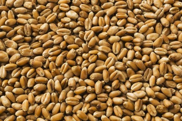 為什麼說“麥在種,秋在管”、“麥收胎裡富,種好是基礎”? 為什麼說“麥在種,秋在管”、“麥收胎裡富,種好是基礎”?