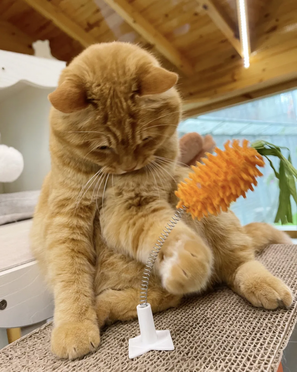 貓別墅還能這麼玩兒？