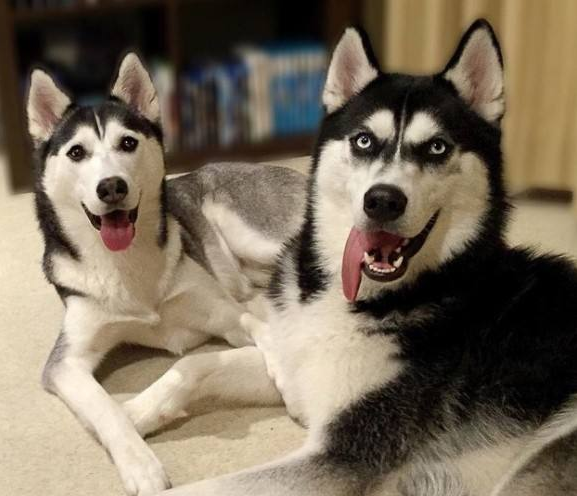 令人“擔憂”的幾種狗，不弄點麻煩出來，都不符合它氣質