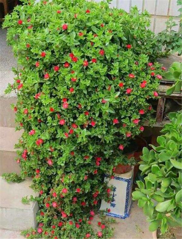 人養花，花亦養人！8種能“吃”的花，漂亮又美味，建議養一盆