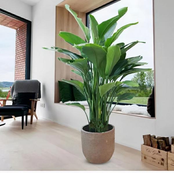 養花小妙招，養了很久的天堂鳥又開花了