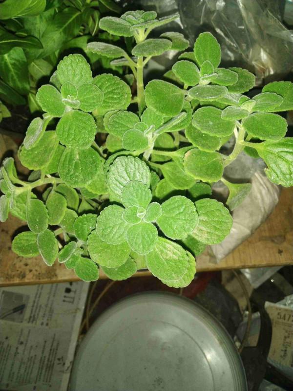 工作乏困打瞌睡?安排這4種花,神清氣爽特舒服 工作乏困打瞌睡?安排這4種花,神清氣爽特舒服