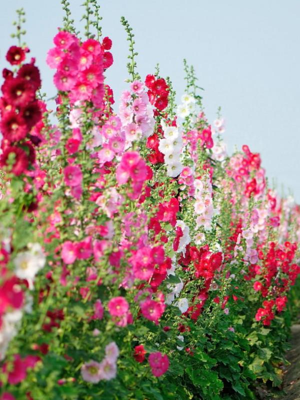 “27種”耐寒的花，好養不怕冷，低溫也能開花