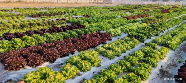 蔬菜生長的慢，上市晚？做好4點，長勢更快效益高